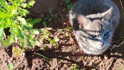 Twin Cute Kittens With Grey Color, Green And Brown Eyes Are Enjoying A Morning Sunbath (2021)