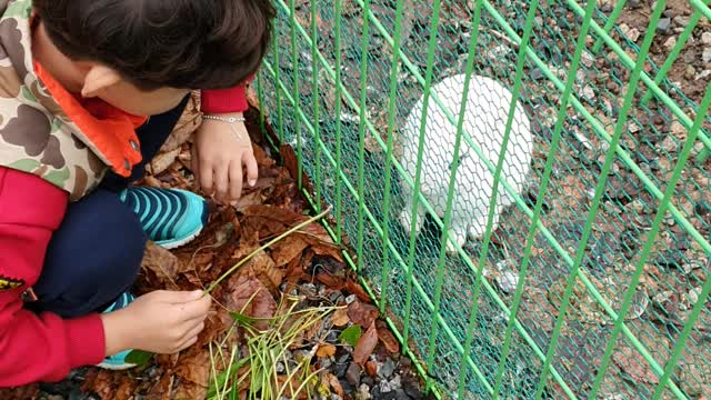 Feeding the rabbit