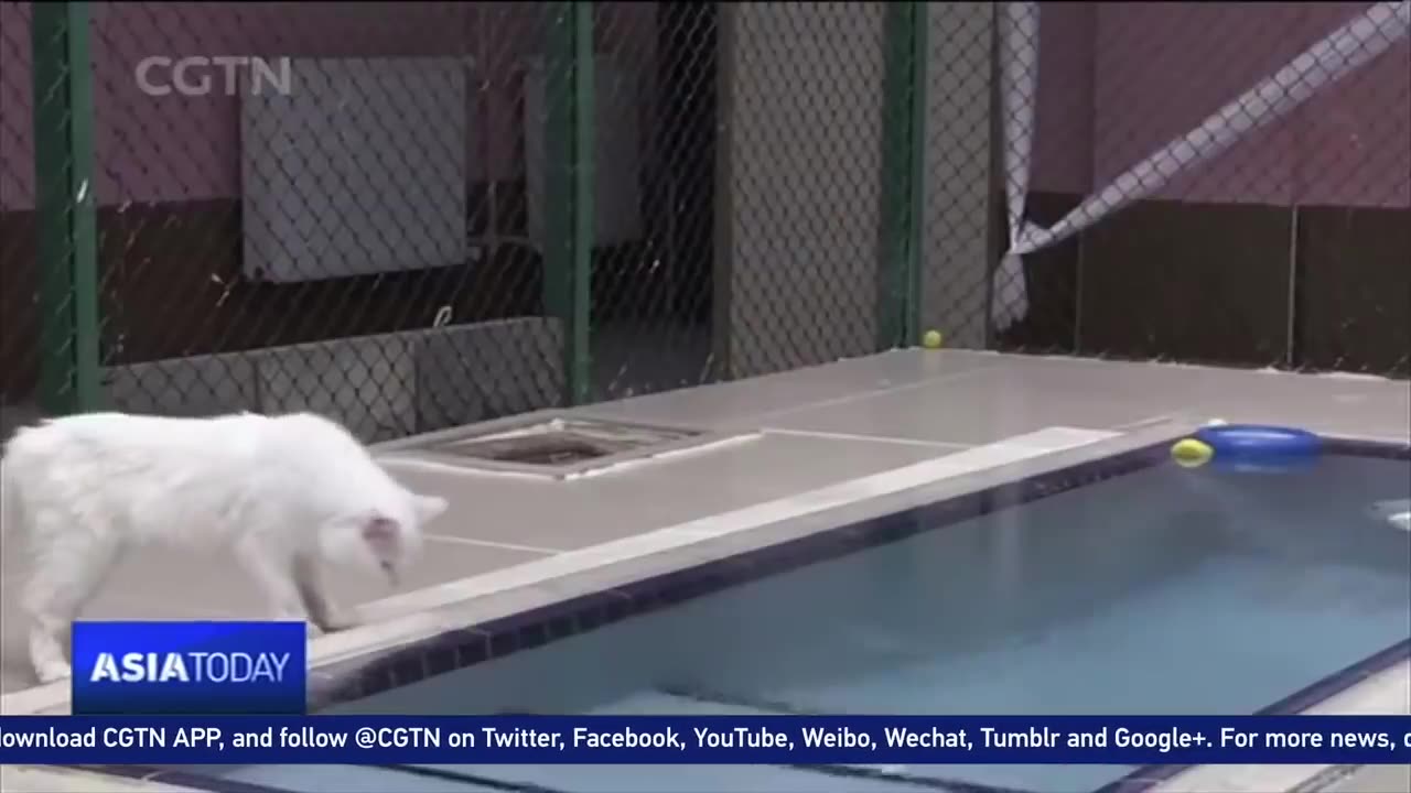 Cat is Swimming