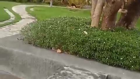 Dogs Tug Girl to the Ground