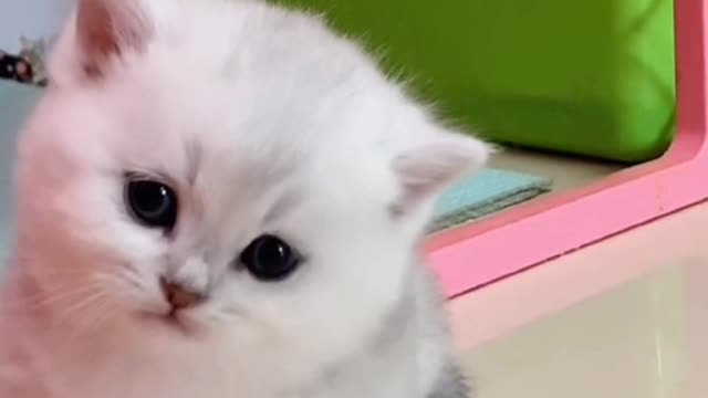 newborn kitten