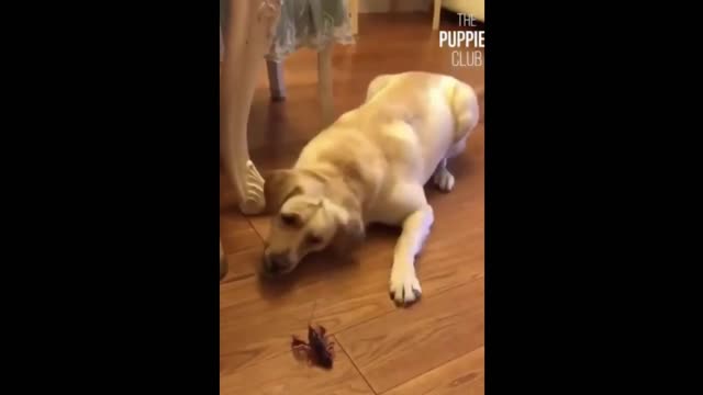 Funny Animals! Funny Dogs! Funny Videos! # Short