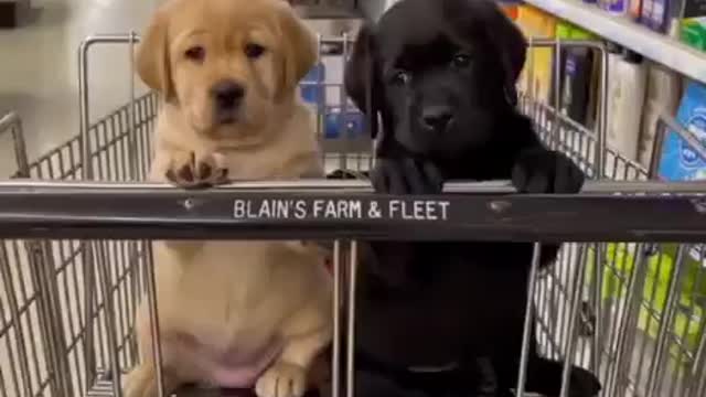 Customer of the day