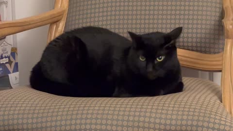 Adopting a Cat from a Shelter Vlog - Cute Precious Piper is a Throne Loaf