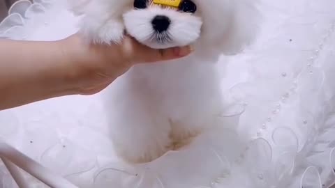 Cute little dog