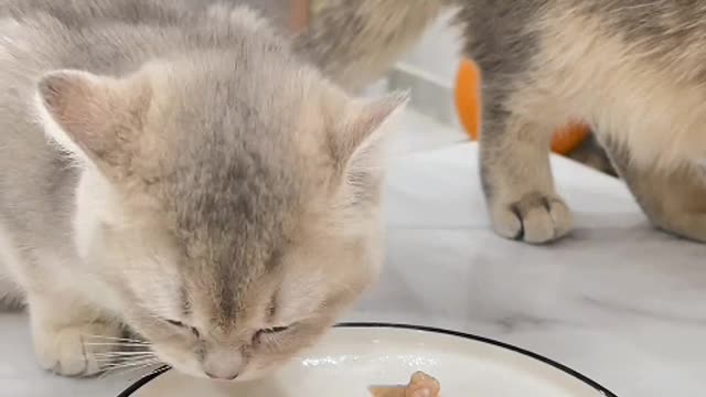 A cute cat must be cute.