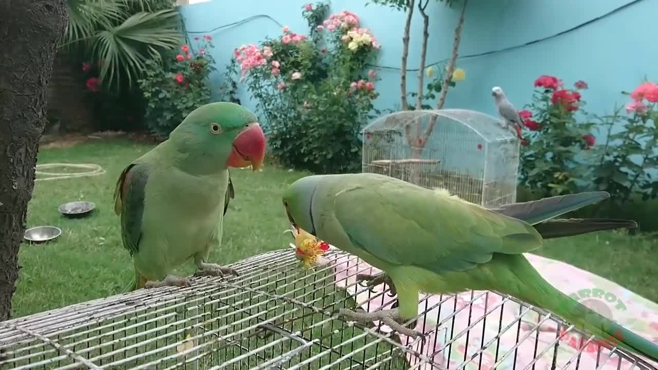 #ParrotParadise #Rose #Parrots Amazing Parrot Video