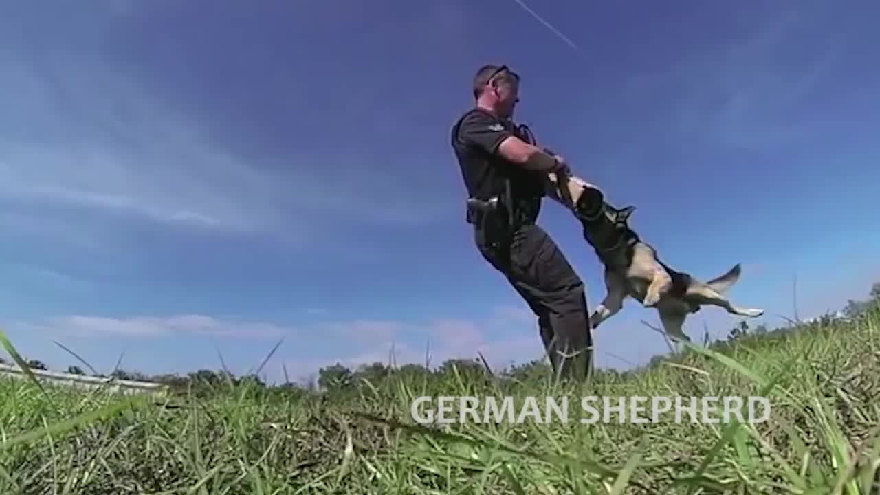 Training Dogs