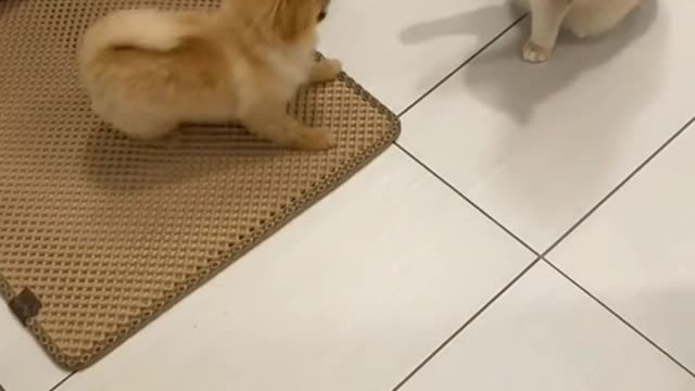 The cat plays with the dog