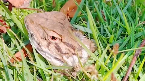 Lizard in grass.... reptiles home..