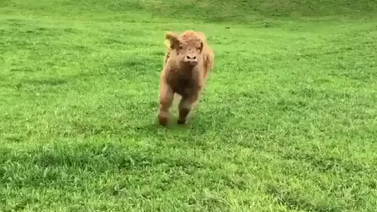 TRY NOT TO LAUGH 😆 Best Funny Videos Compilation 😂😁😆