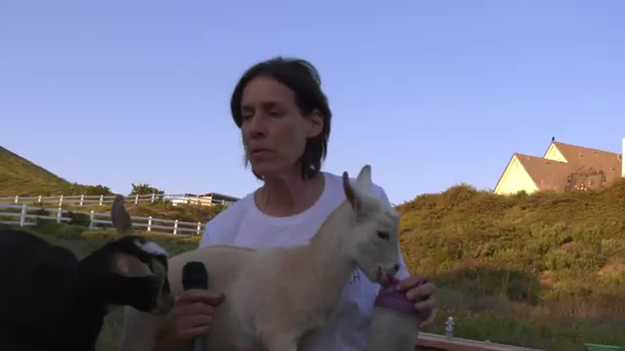 Goat Yoga Fundraiser for Cancer