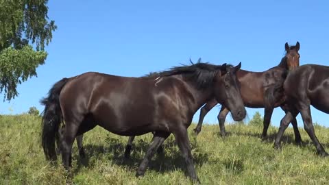 The stallion's name is Akela.