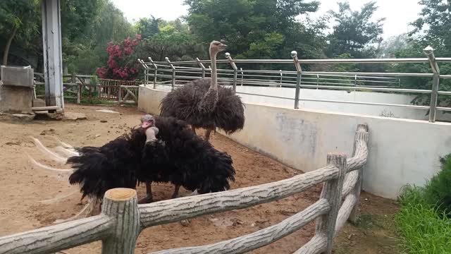 This ostrich is showing its dance!