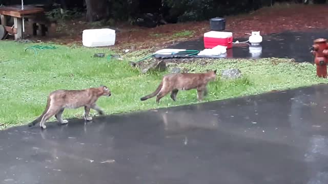 Two Mountain Lions Walk Through Yard