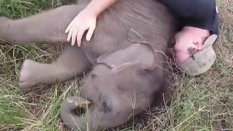 Cute Baby Elephant Loves To Cuddle With Man