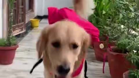 Sab Gussa Karte Hai Mai Ghar Chhod Ke Ja Raha Hu || Golden Retriever || DOGGY KINGDOM