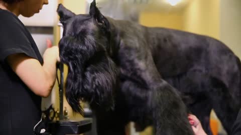 a groomer's hand cutting a dog in a beauty salon for dogs using an electric clipper