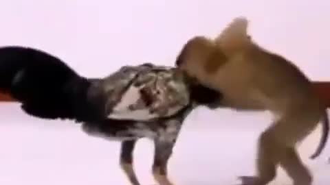 Mono Vs Pollo Ufc