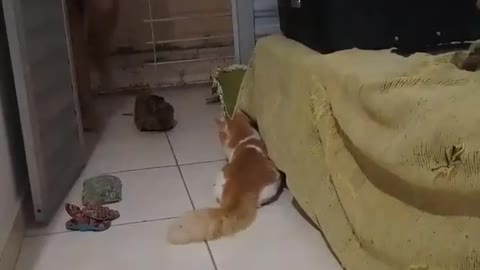 Pulo do gato