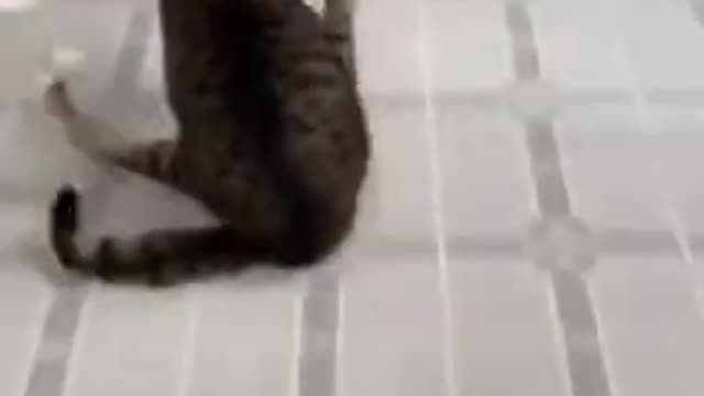 Baby Cats - Cute and Funny Cat Videos Compilation #34 | Aww Animals