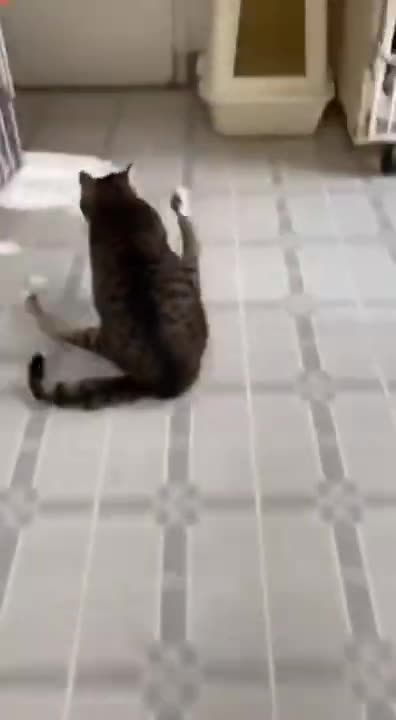 Baby Cats - Cute and Funny Cat Videos Compilation #34 | Aww Animals