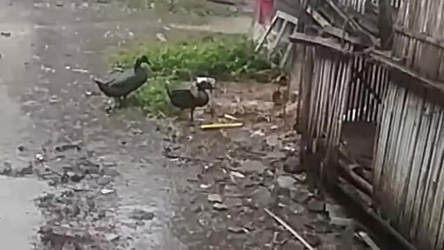 Funny duck play on rain with her boyfriend 😂 #rumble