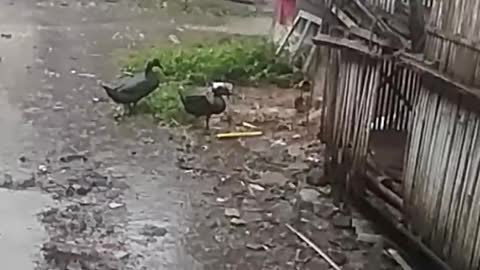 Funny duck play on rain with her boyfriend 😂 #rumble