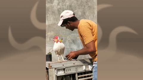 Funny videos