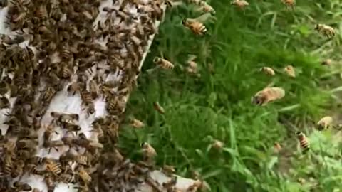 Honey Bee Delivery for Congress ( I wish)