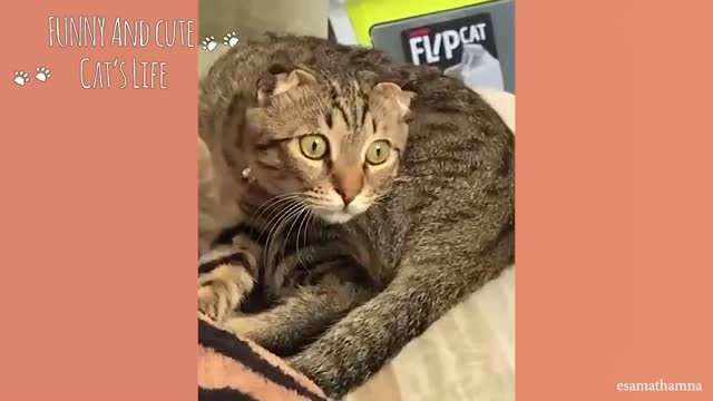 funniest CAT VIDEO that will make you choke