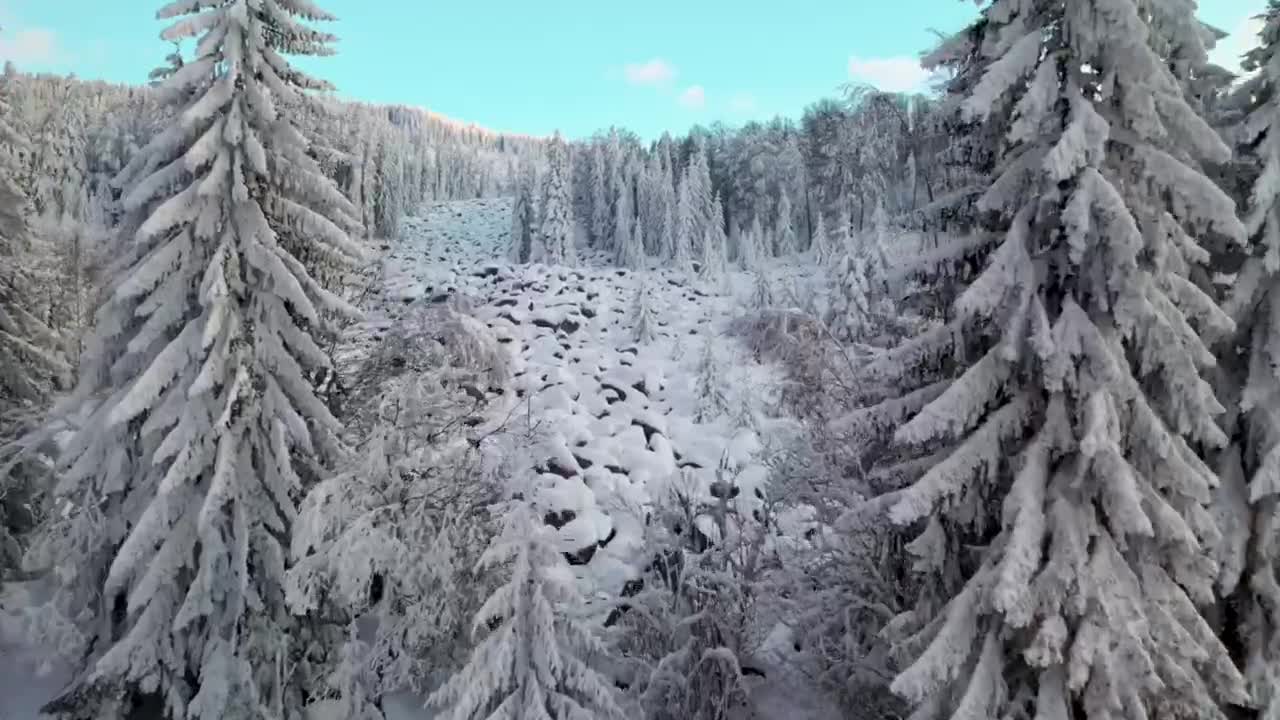 Snow Forest 🌳 freezing