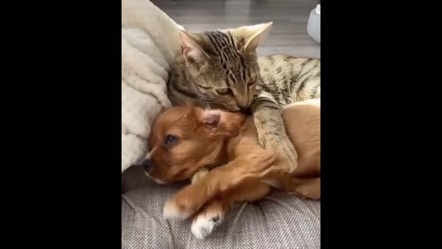 Cats And Dogs Friendship - Funny Cats and Dogs Compilation