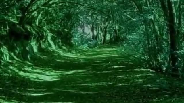 Beautiful Forest Path with Bird Sound Relaxation