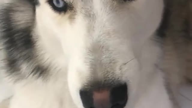 Husky Dog Talking i love u