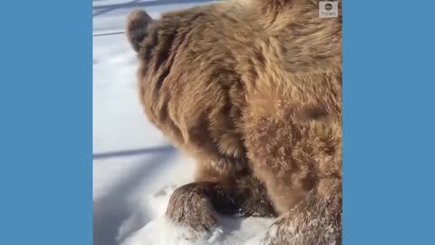 Bear is tired of winter weather