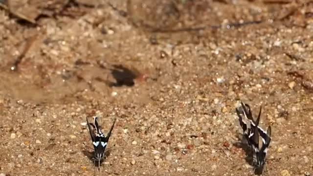 dragon tail butterfly