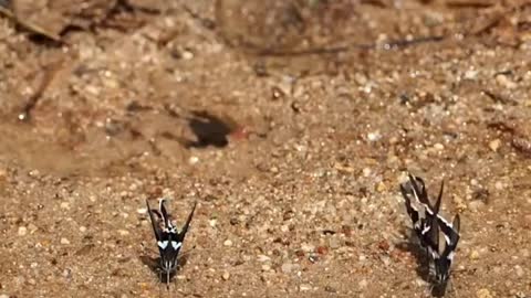 dragon tail butterfly