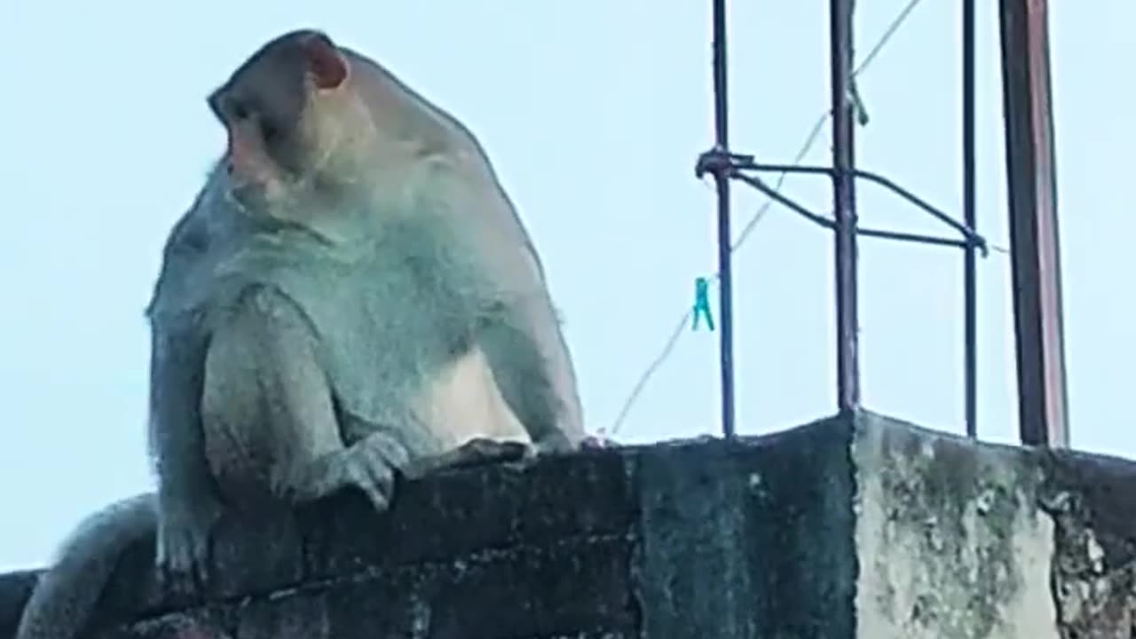 Monkey catch fly funny