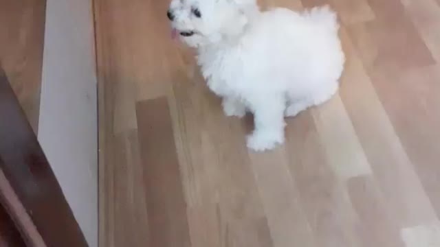 Bichon frise puppy wanna play with dog in the mirror