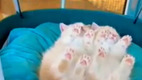 cute cats sleeping videos || funny animals #shorts