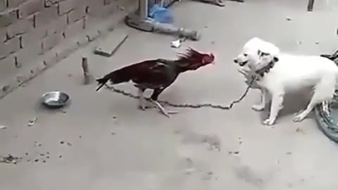 Dog and rooster battle ...