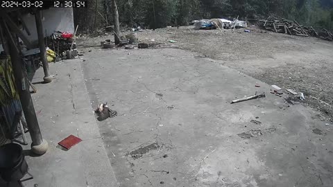 Hen attacked by eagle