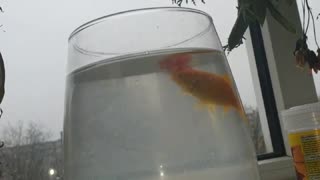 My fish fight