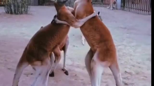 funny animal video and fighting