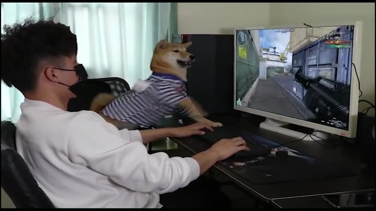 funny dog playing Owner pc game