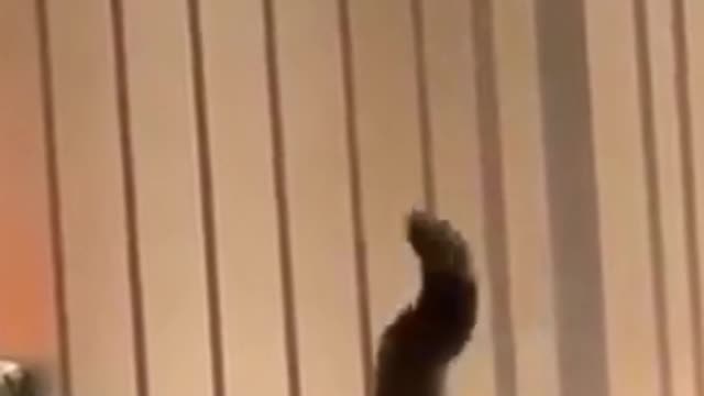 Hilarious Cat Stuck on the Fence