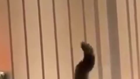 Hilarious Cat Stuck on the Fence