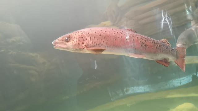 Saw a cold-water fish in the aquarium