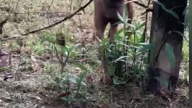 Little dog determined to get big stick through hole in fence